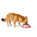 Dog Feeder Hunter Chester Pink 160 ml - Домашни Животни<<<Дом Градина<<<BigBuy&&&Купички за храна и вода<<<Домашни