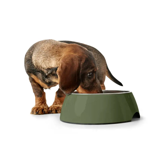Dog Feeder Hunter Green 700 ml - Домашни Животни<<<Дом Градина<<<BigBuy&&&Купички за храна и вода<<<Домашни