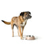 Dog Feeder Hunter LUTON 700 ml - Домашни Животни<<<Дом Градина<<<BigBuy&&&Купички за храна и вода<<<Домашни