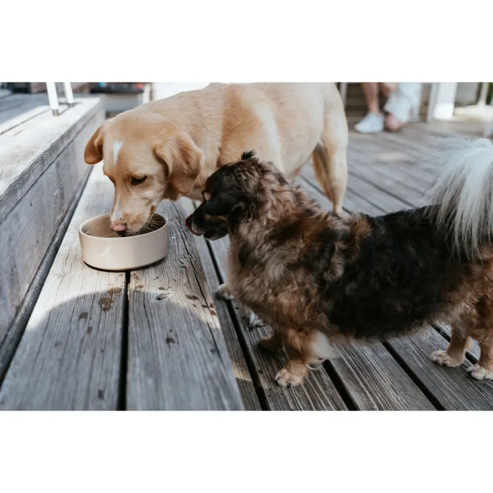 Dog Feeder Hunter OSBY Beige Ceramic 550 ml - Домашни Животни<<<Дом Градина<<<BigBuy&&&Купички за храна и