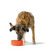 Dog Feeder Hunter OSBY Orange Ceramic 550 ml - Домашни Животни<<<Дом Градина<<<BigBuy&&&Купички за храна и