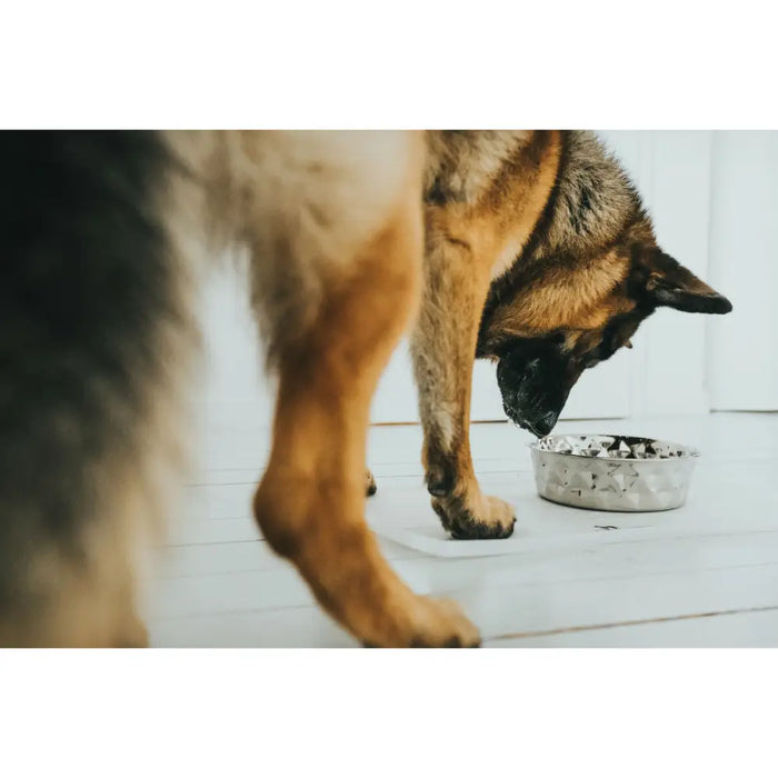 Dog Feeder Hunter Silicone Stainless steel 4,1 L - Домашни Животни<<<Дом Градина<<<BigBuy&&&Купички за храна и