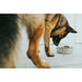 Dog Feeder Hunter Silicone Stainless steel 4,1 L - Домашни Животни<<<Дом Градина<<<BigBuy&&&Купички за храна и