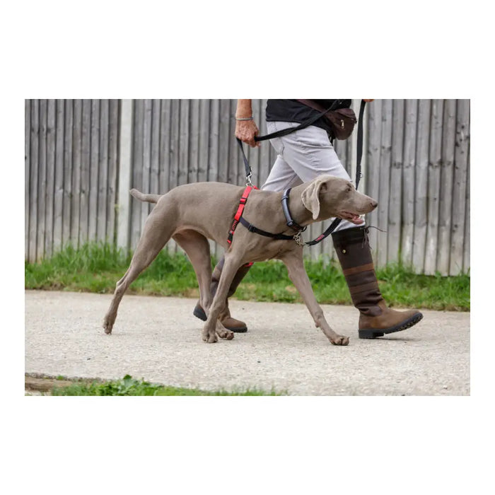 Dog Harness Company of Animals Halti Black/Red Size S (36-64 cm) - Домашни Животни<<<Дом Градина<<<BigBuy&&&Пътуване и