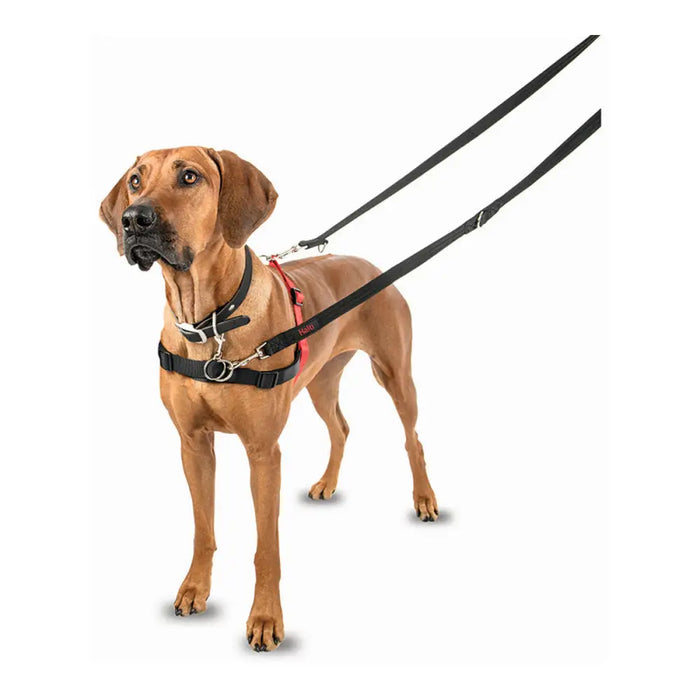 Dog Harness Company of Animals Halti Black/Red Size S (36-64 cm) - Домашни Животни<<<Дом Градина<<<BigBuy&&&Пътуване и