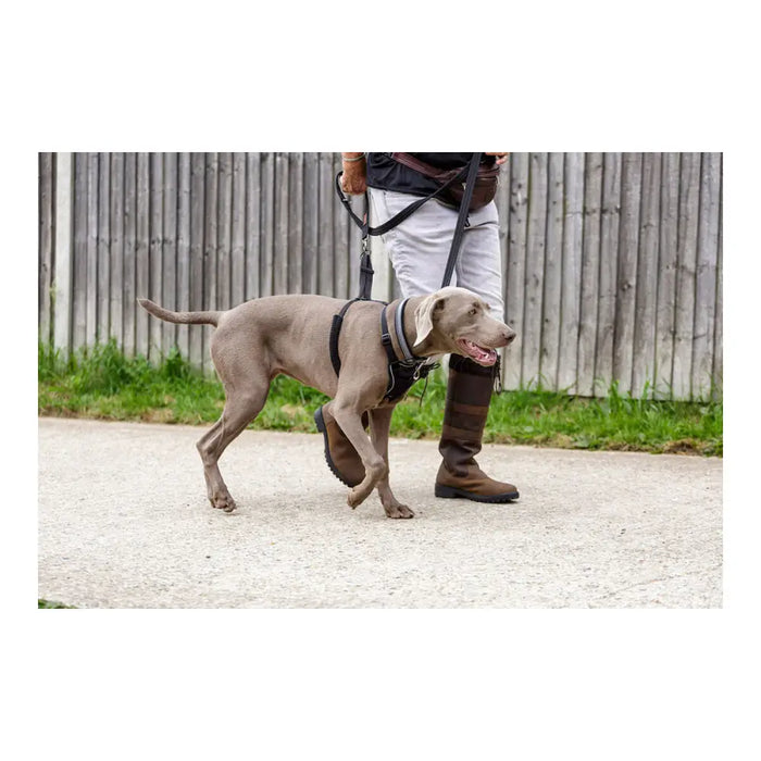 Dog Harness Company of Animals Halti Size S (26-36 cm) - Домашни Животни<<<Дом Градина<<<BigBuy&&&Пътуване и