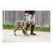 Dog Harness Company of Animals Halti Size S (26-36 cm) - Домашни Животни<<<Дом Градина<<<BigBuy&&&Пътуване и