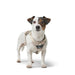 Dog Harness Hunter DIVO UP Beige M - Домашни Животни<<<Дом Градина<<<BigBuy&&&Пътуване и разходки<<<Домашни