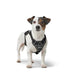 Dog Harness Hunter DIVO UP Black S - Домашни Животни<<<Дом Градина<<<BigBuy&&&Пътуване и разходки<<<Домашни