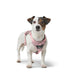 Dog Harness Hunter DIVO UP Pink XS - Домашни Животни<<<Дом Градина<<<BigBuy&&&Пътуване и разходки<<<Домашни