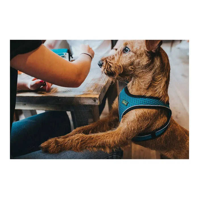Dog Harness Hunter Hilo Comfort 55-60 cm Orange M - Домашни Животни<<<Дом Градина<<<BigBuy&&&Пътуване и