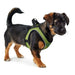 Dog Harness Hunter Hilo-Comfort Lime Size XXS (26-30 cm) - Домашни Животни<<<Дом Градина<<<BigBuy&&&Пътуване и