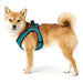 Dog Harness Hunter Hilo-Comfort Turquoise XS/S (37-42 cm) - Домашни Животни<<<Дом Градина<<<BigBuy&&&Пътуване и