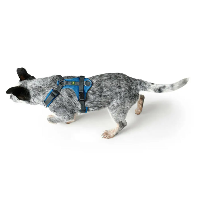 Dog Harness Hunter Maldon Up Blue 31-49 cm - Домашни Животни<<<Дом Градина<<<BigBuy&&&Пътуване и разходки<<<Домашни