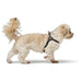 Dog Harness Hunter SOHO MINI Black XS/S - Домашни Животни<<<Дом Градина<<<BigBuy&&&Пътуване и разходки<<<Домашни