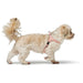 Dog Harness Hunter SOHO MINI Pink XXS/XS - Домашни Животни<<<Дом Градина<<<BigBuy&&&Пътуване и разходки<<<Домашни
