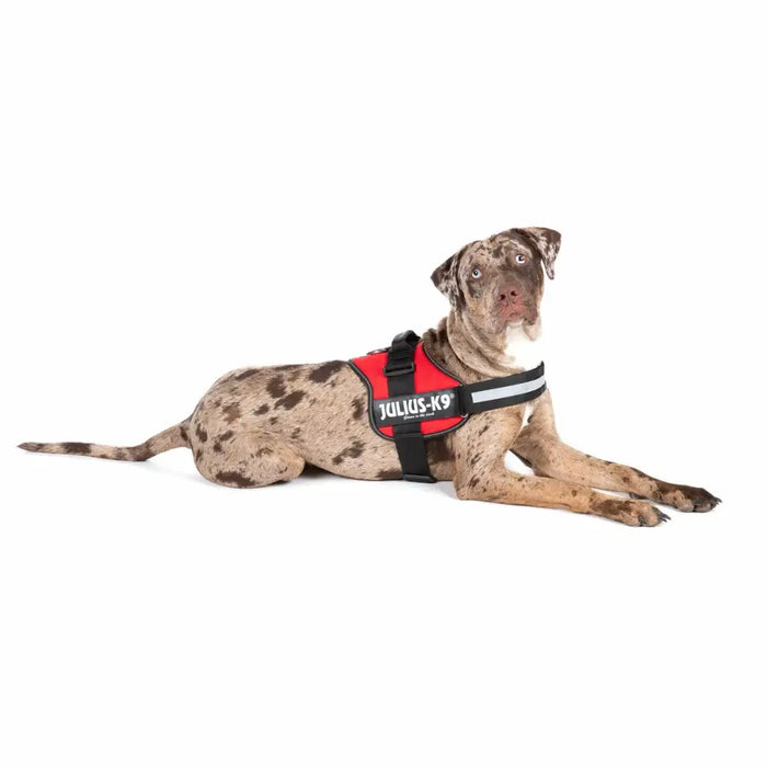 Dog Harness Julius K9 Power Red L/XL 2 - Домашни Животни<<<Дом Градина<<<BigBuy&&&Пътуване и разходки<<<Домашни