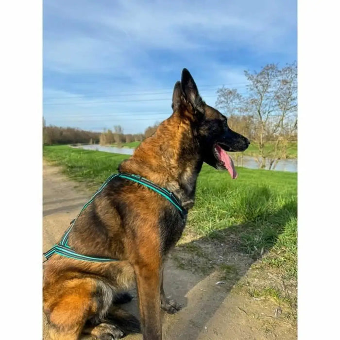 Dog Harness Olympia M - Домашни Животни<<<Дом Градина<<<BigBuy&&&Пътуване и разходки<<<Домашни Животни<<<Дом