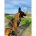 Dog Harness Olympia M - Домашни Животни<<<Дом Градина<<<BigBuy&&&Пътуване и разходки<<<Домашни Животни<<<Дом