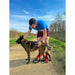 Dog Harness Olympia S - Домашни Животни<<<Дом Градина<<<BigBuy&&&Пътуване и разходки<<<Домашни Животни<<<Дом