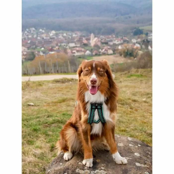 Dog Harness Olympia S - Домашни Животни<<<Дом Градина<<<BigBuy&&&Пътуване и разходки<<<Домашни Животни<<<Дом