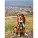 Dog Harness Olympia S - Домашни Животни<<<Дом Градина<<<BigBuy&&&Пътуване и разходки<<<Домашни Животни<<<Дом
