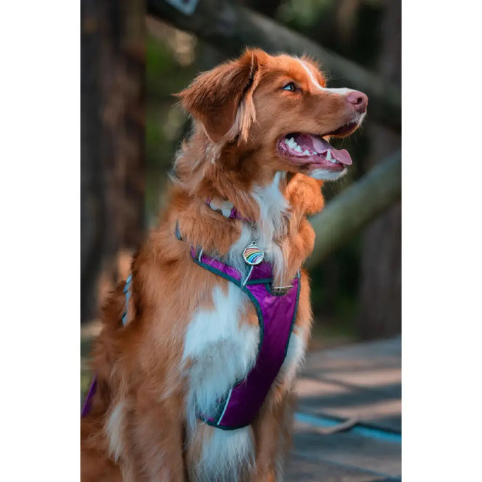 Dog Harness Red Dingo Dingo 25-36 cm 31-43 cm Purple XS - Домашни Животни<<<Дом Градина<<<BigBuy&&&Пътуване и