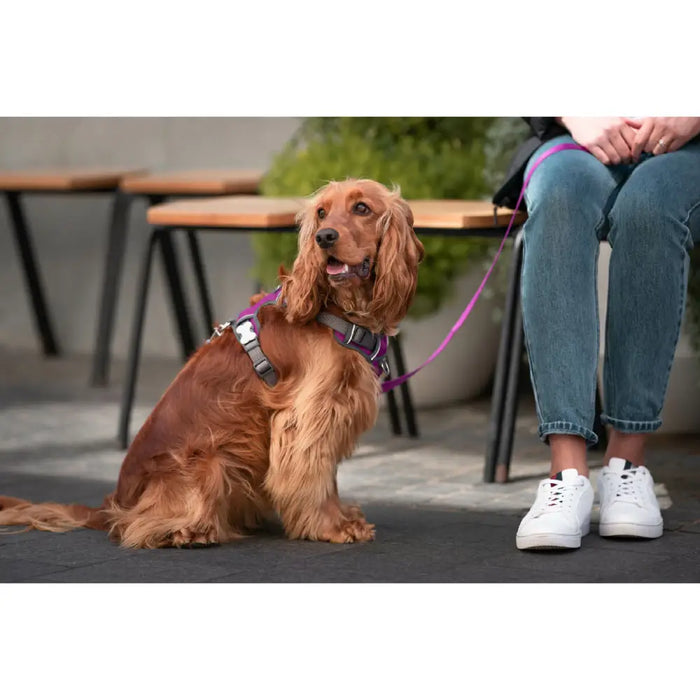 Dog Harness Red Dingo Dingo 25-36 cm 31-43 cm Purple XS - Домашни Животни<<<Дом Градина<<<BigBuy&&&Пътуване и