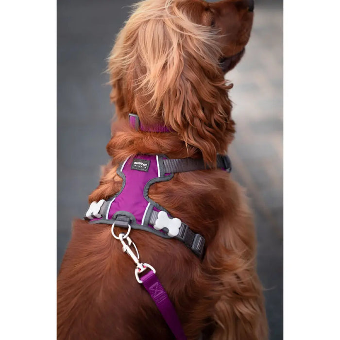 Dog Harness Red Dingo Dingo 25-36 cm 31-43 cm Purple XS - Домашни Животни<<<Дом Градина<<<BigBuy&&&Пътуване и