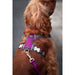 Dog Harness Red Dingo Dingo 25-36 cm 31-43 cm Purple XS - Домашни Животни<<<Дом Градина<<<BigBuy&&&Пътуване и