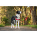 Dog Harness Red Dingo 59-84 cm Red M/L - Домашни Животни<<<Дом Градина<<<BigBuy&&&Пътуване и разходки<<<Домашни