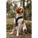 Dog Harness SYMBIOZ Black M - Домашни Животни<<<Дом Градина<<<BigBuy&&&Пътуване и разходки<<<Домашни Животни<<<Дом