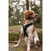 Dog Harness SYMBIOZ Black S - Домашни Животни<<<Дом Градина<<<BigBuy&&&Пътуване и разходки<<<Домашни Животни<<<Дом
