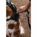 Dog Harness SYMBIOZ Black S - Домашни Животни<<<Дом Градина<<<BigBuy&&&Пътуване и разходки<<<Домашни Животни<<<Дом