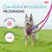 Dog Lead Company of Animals Turquoise L - Домашни Животни<<<Дом Градина<<<BigBuy&&&Пътуване и разходки<<<Домашни