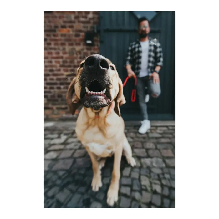 Dog Lead Hunter FREESTYLE Red 110 cm - Домашни Животни<<<Дом Градина<<<BigBuy&&&Пътуване и разходки<<<Домашни