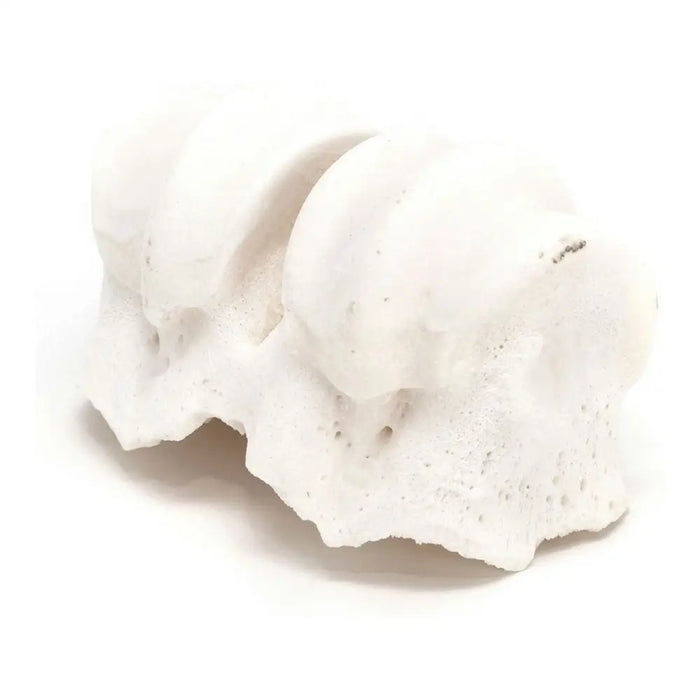 Dog Snack Gloria Veal Calcium Knuckles - Домашни Животни<<<Дом Градина<<<BigBuy&&&Хранене на домашни любимци<<<Домашни