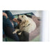 Dog Sofa Hunter Boston 80x60 cm Brown - Домашни Животни<<<Дом Градина<<<BigBuy&&&Къщички и легълца<<<Домашни
