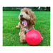 Dog toy Company of Animals Boomer Blue (100mm) - Домашни Животни<<<Дом Градина<<<BigBuy&&&Играчки<<<Домашни