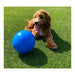 Dog toy Company of Animals Boomer Blue (100mm) - Домашни Животни<<<Дом Градина<<<BigBuy&&&Играчки<<<Домашни
