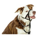 Dog Training Collars Company of Animals Halti Black Muzzle (29-36 cm) - Домашни Животни<<<Дом