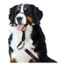 Dog Training Collars Company of Animals Halti Black Muzzle (35-48 cm) - Домашни Животни<<<Дом