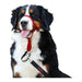 Dog Training Collars Company of Animals Halti Muzzle (35-48 cm) - Домашни Животни<<<Дом Градина<<<BigBuy&&&Пътуване и