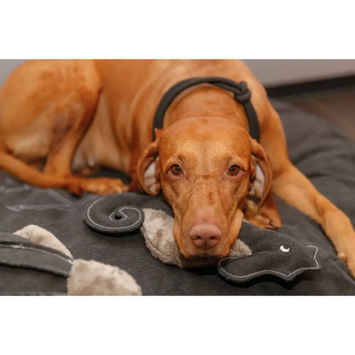 Dog Training Collars Trixie Be Nordic Black Sand L/XL 55 cm - Домашни Животни<<<Дом Градина<<<BigBuy&&&Пътуване и