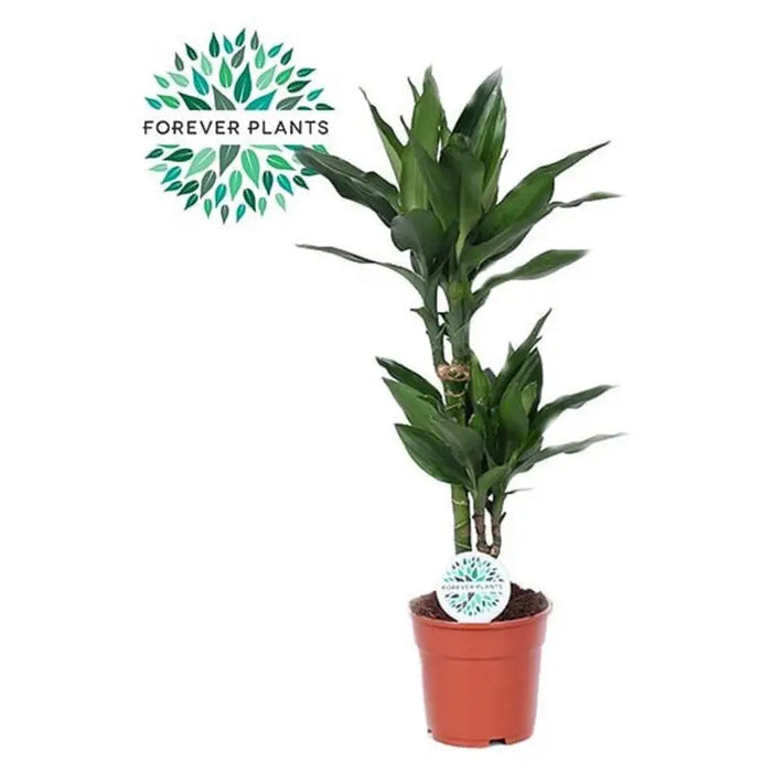 DRACENA JANET LIND - Нецъфтящи растения<<<Стайни растения<<<Градина<<<Praktiker
