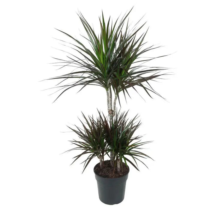 DRACENA MAGENTA - Нецъфтящи растения<<<Стайни растения<<<Градина<<<Praktiker