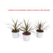 DRACENA - Нецъфтящи растения<<<Стайни растения<<<Градина<<<Praktiker