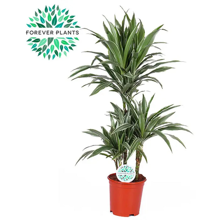 DRACENA WARNECKEI - Нецъфтящи растения<<<Стайни растения<<<Градина<<<Praktiker