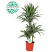 DRACENA WARNECKEI - Нецъфтящи растения<<<Стайни растения<<<Градина<<<Praktiker