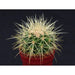 ECHINOCACTUS GRUSONI - Кактуси<<<Стайни растения<<<Градина<<<Praktiker